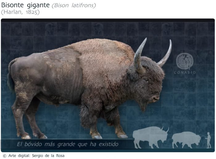 bisonte-gigante