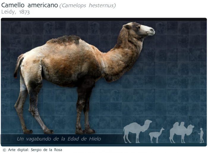 camello-americano